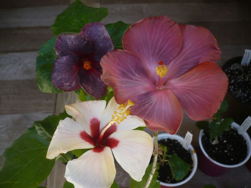 P1440217 - HIBISCUSI 2020-1