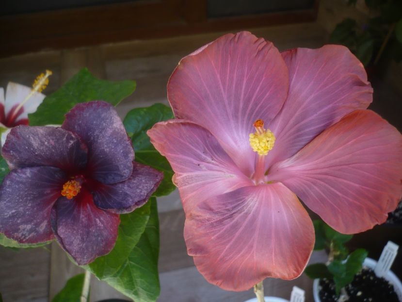 P1440218 - HIBISCUSI 2020-1