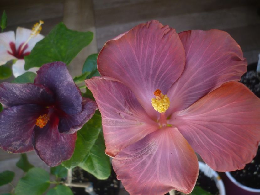 P1440219 - HIBISCUSI 2020-1