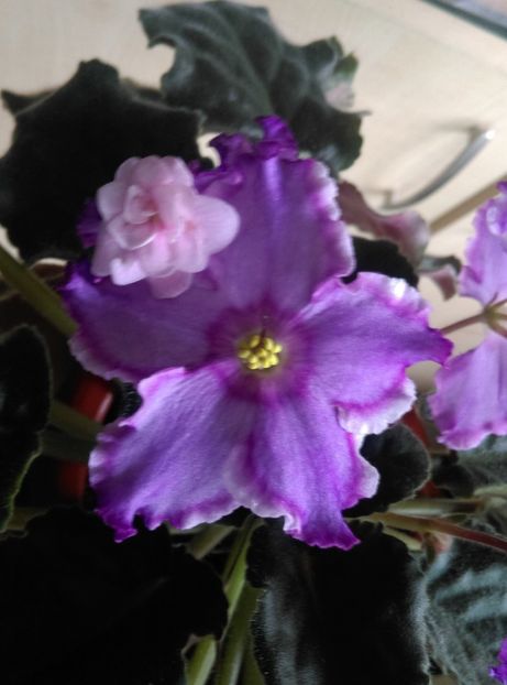  - LE Saturn Rings de BV