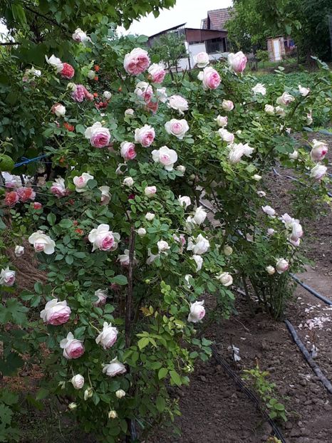  - Eden Rose- Meilland sau Pierre de Ronsard