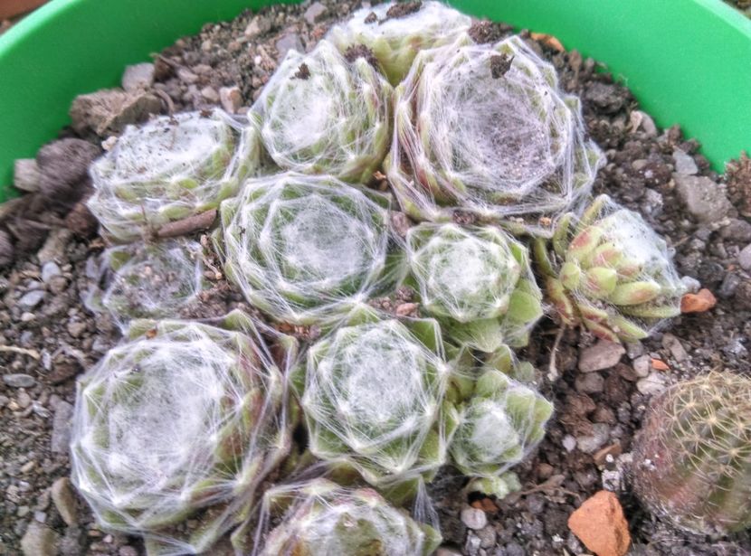  - Cactusi suculente 2020