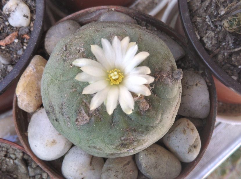  - Cactusi suculente 2020