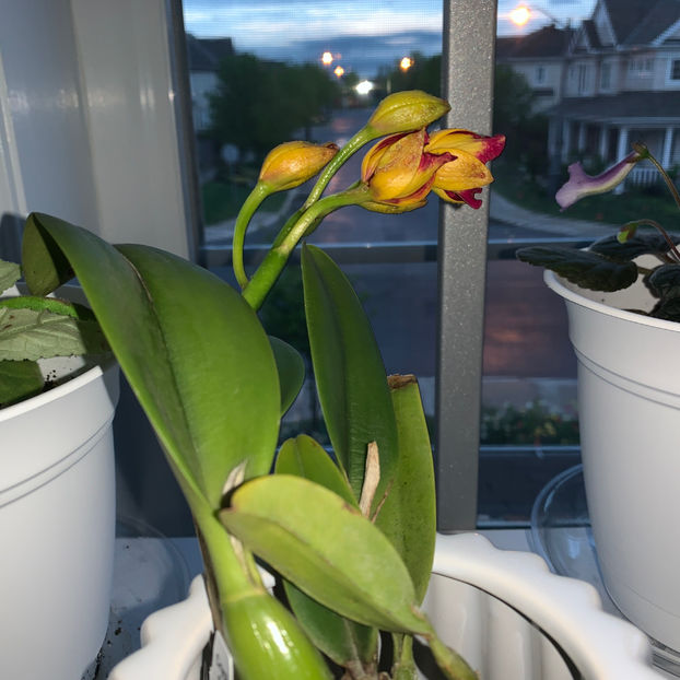  - Plante de interior 2020