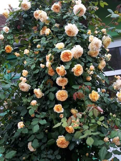 - Crown Princess Margareta