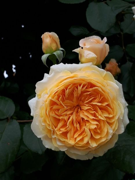  - Crown Princess Margareta