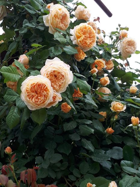  - Crown Princess Margareta