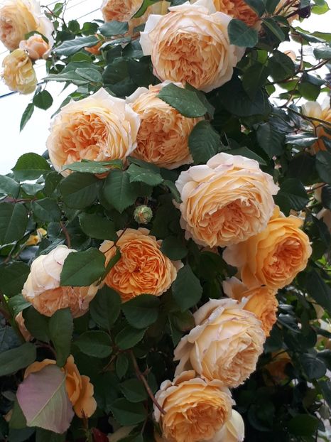  - Crown Princess Margareta