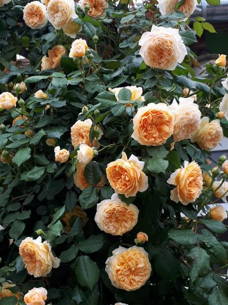  - Crown Princess Margareta