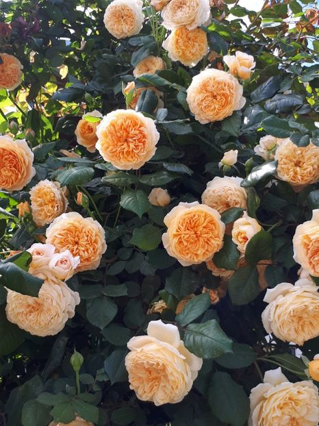  - Crown Princess Margareta