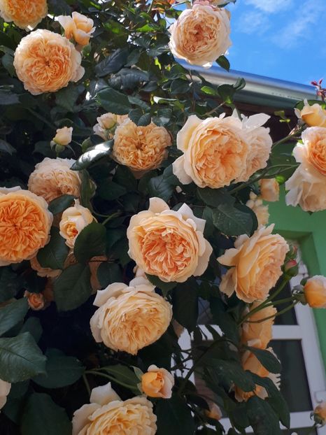  - Crown Princess Margareta