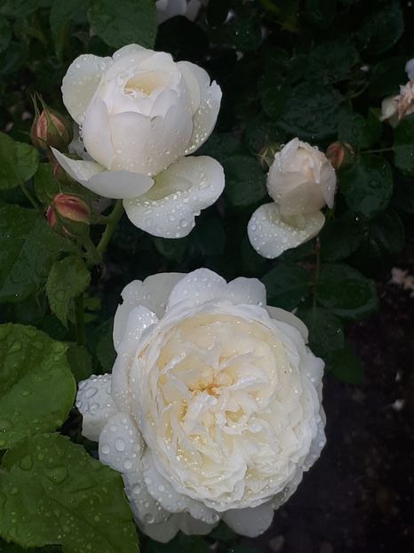  - william and catherine-englezesc