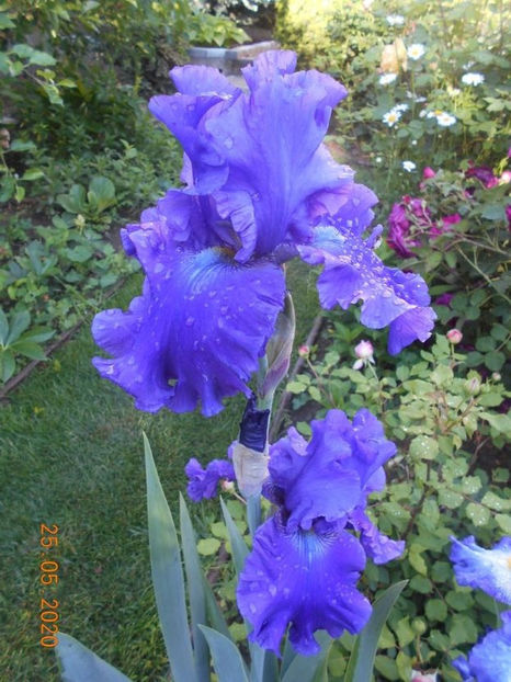 113483065_LOHUAQS - 1Irisi 2020