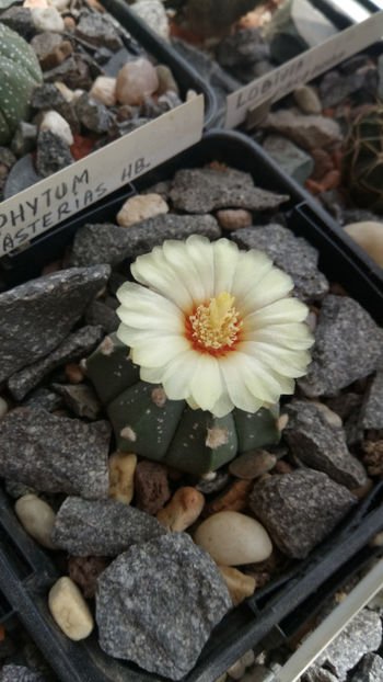 25.05.2020 - Astrophytum ASCAP