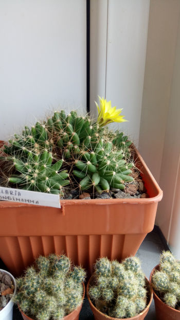 25.05.2020 - Mammillaria longimamma