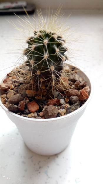 25.05.2020 - Însamantari 01 04 2018