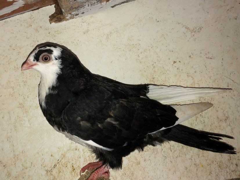 8561  femelă  2020 - Plecați ALBUM 2