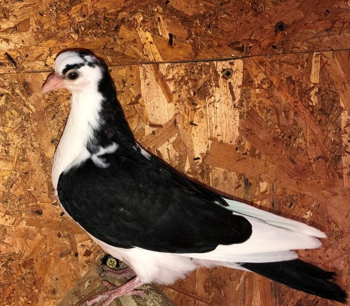 8512  femelă  2020 - Plecați ALBUM 2