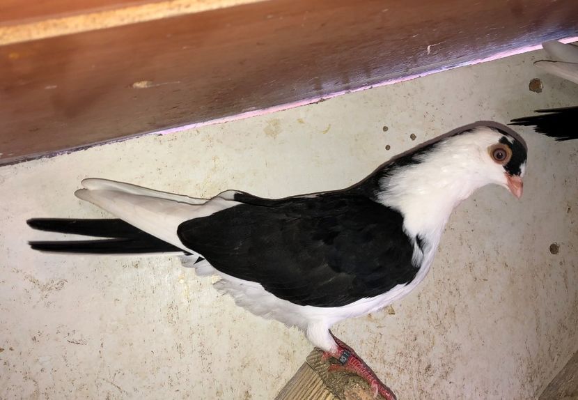 8534  femelă  2020 - Plecați ALBUM 2