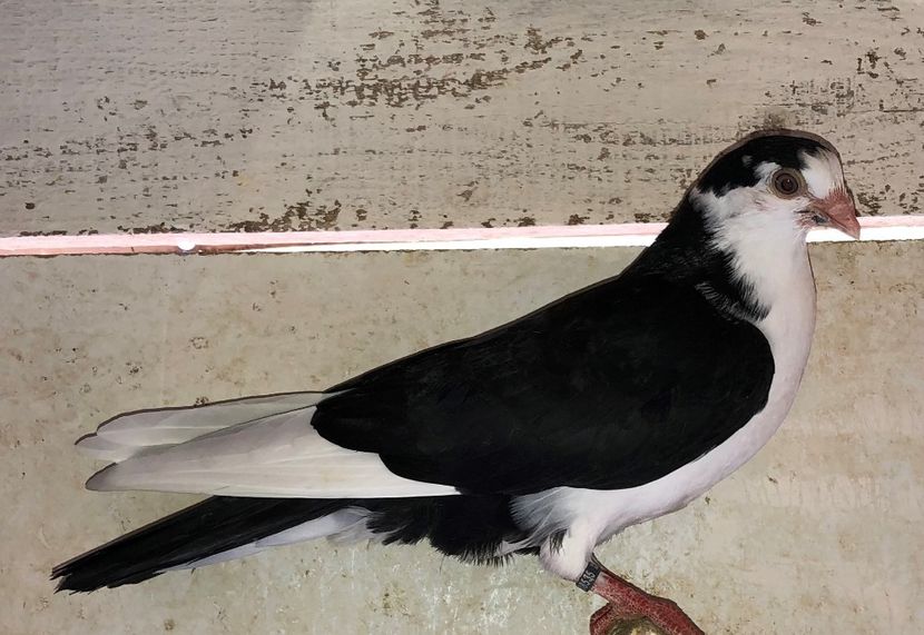 8535  mascul  2020 - Plecați ALBUM 2