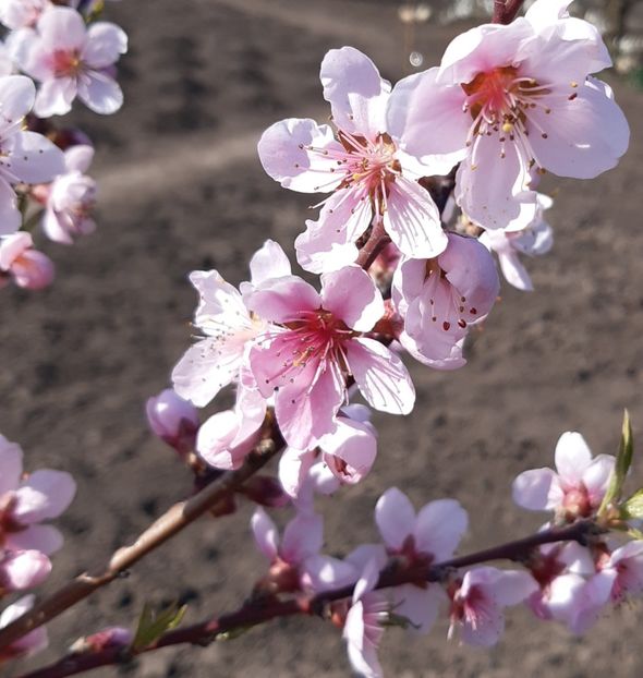  - Flori de Primavara _Vara 2020-2021