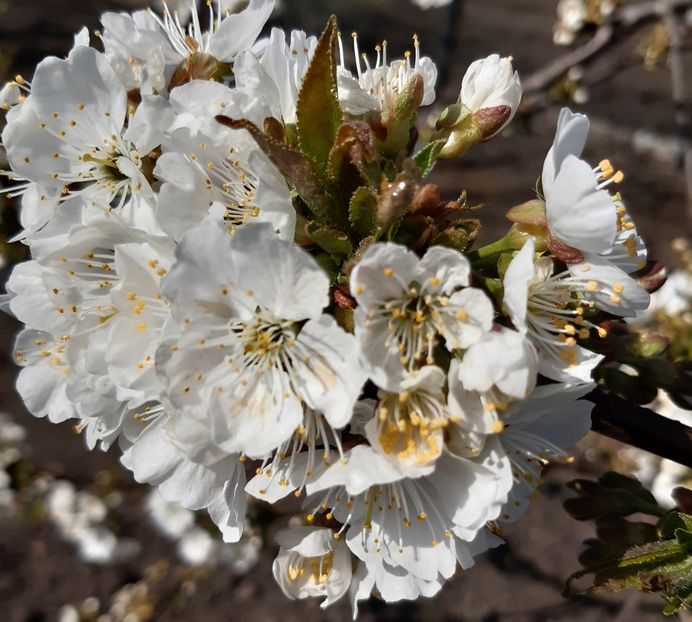  - Flori de Primavara _Vara 2020-2021