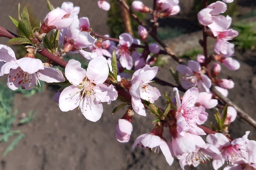  - Flori de Primavara _Vara 2020-2021