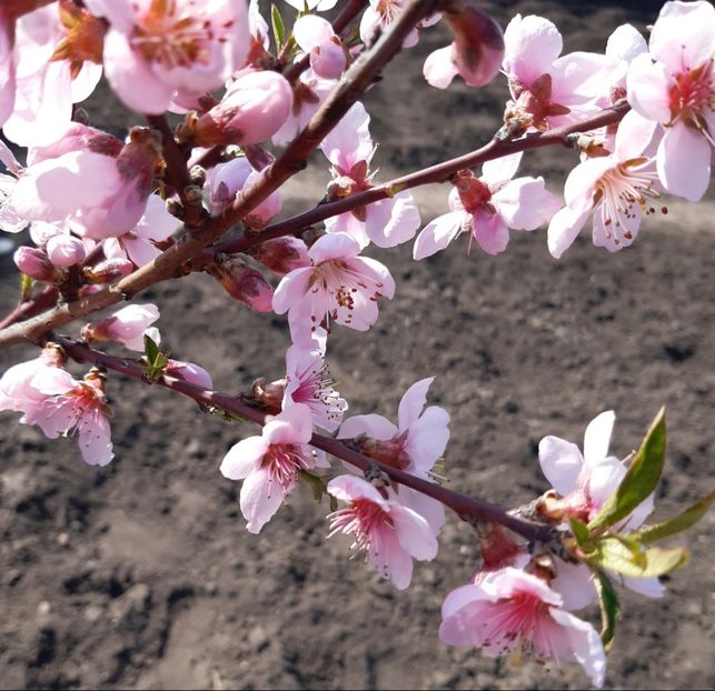  - Flori de Primavara _Vara 2020-2021