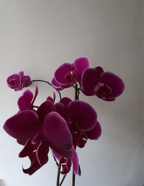  - Orhideea 2019-2020