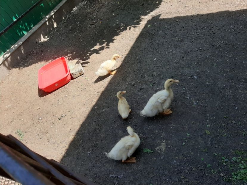  - Rațe Cayuga - Aylesbury