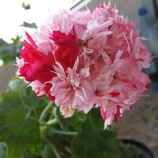  - Muscate 2013 2022
