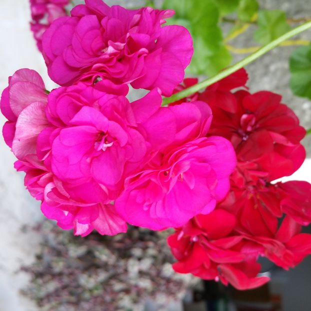  - Muscate 2013 2022