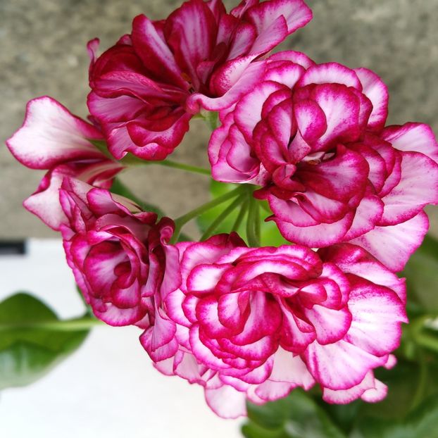  - Muscate 2013 2022