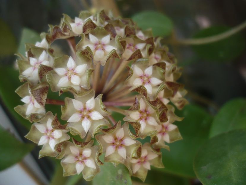 P1440223 - HOYA 2020-1