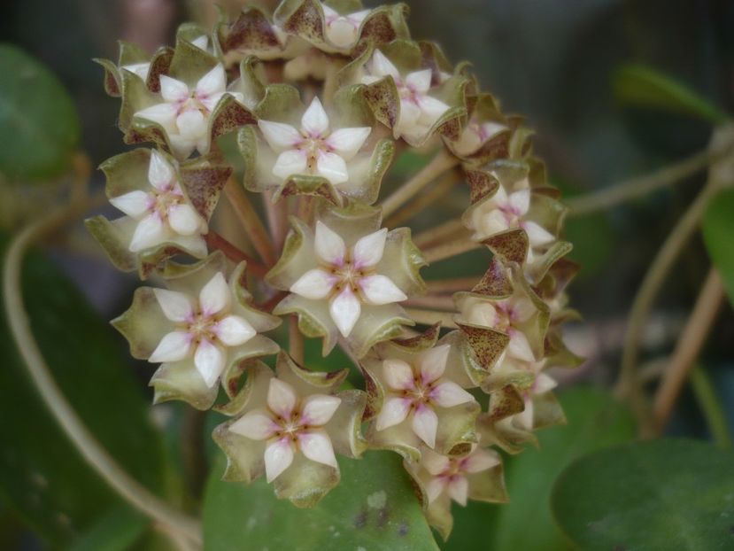 P1440224 - HOYA 2020-1