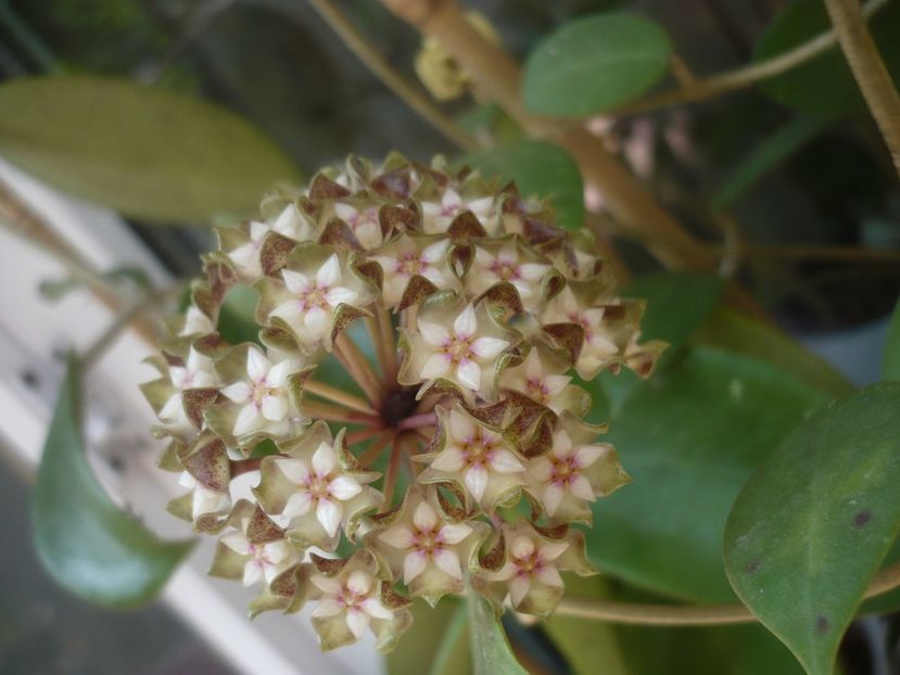 P1440225 - HOYA 2020-1