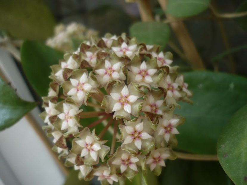 P1440232 - HOYA 2020-1