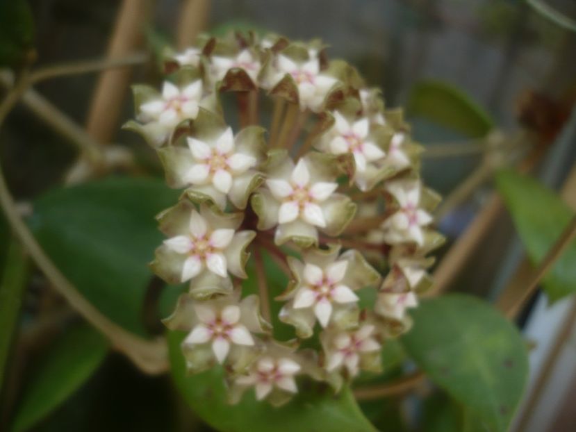 P1440236 - HOYA 2020-1