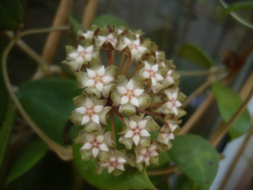 P1440235 - HOYA 2020-1