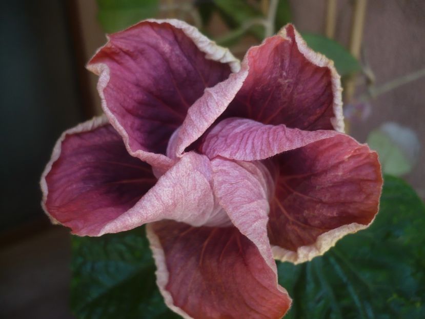 P1440220 - HIBISCUSI 2020-1