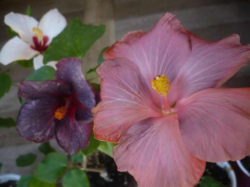 P1440221 - HIBISCUSI 2020-1