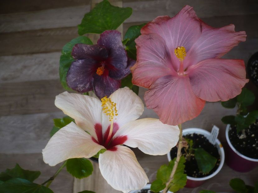 P1440222 - HIBISCUSI 2020-1