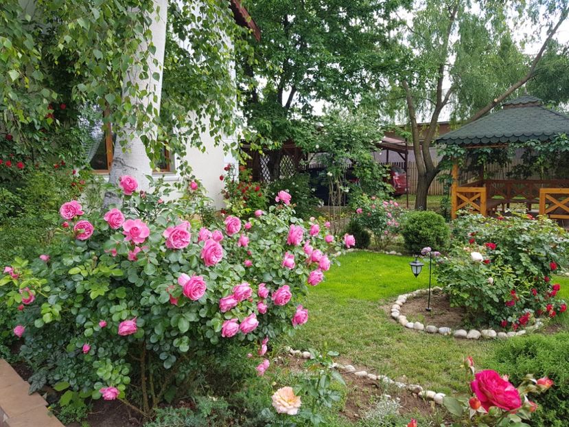  - 2020 Aprilie Gradina Rozelor