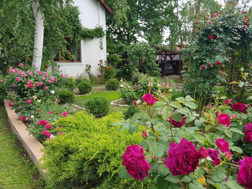  - 2020 Aprilie Gradina Rozelor