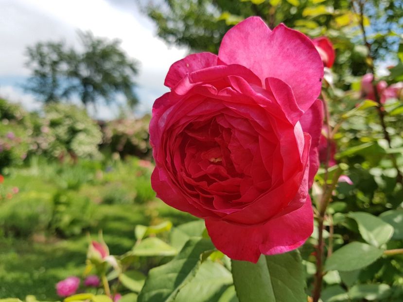  - 2020_Roze Idilic Garden