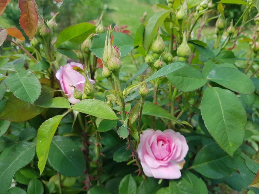  - 2020_Roze Idilic Garden