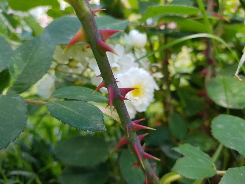  - 2020_Roze Idilic Garden