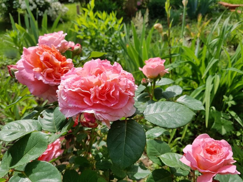  - 2020_Roze Idilic Garden