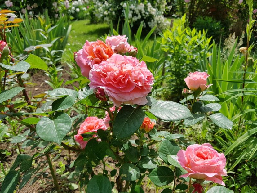  - 2020_Roze Idilic Garden