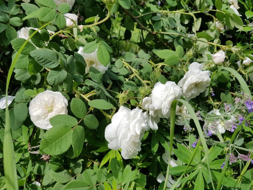  - 2020_Roze Idilic Garden